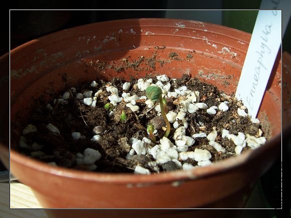 OXALIS ENNEAPHYLLA `ALBA'.jpg