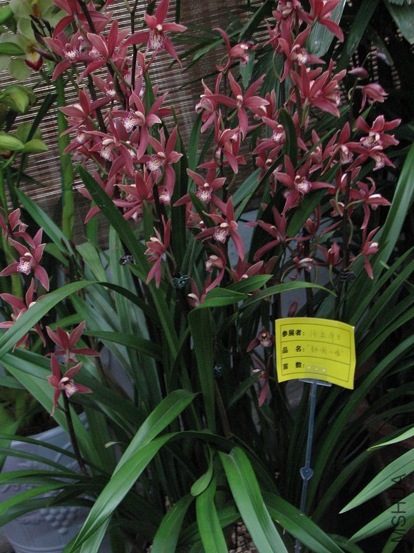 2009����ɽ����չ 082�޸�.jpg