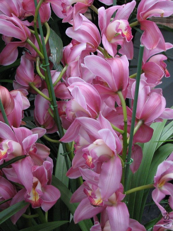 2009����ɽ����չ 084�޸�.jpg