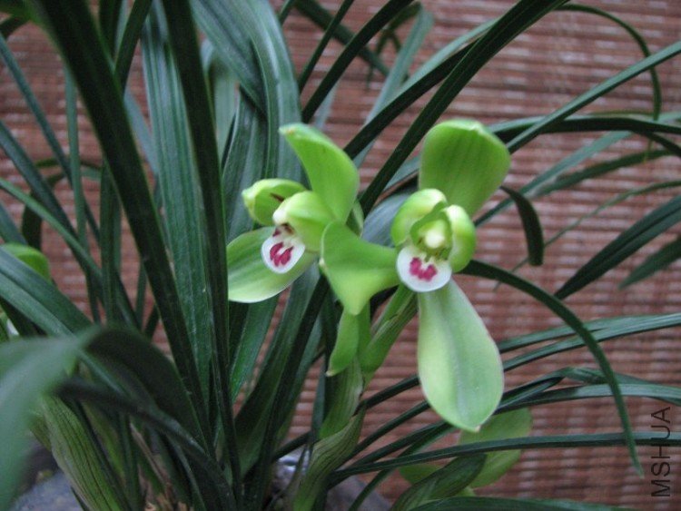 2009����ɽ����չ 142�޸�.jpg