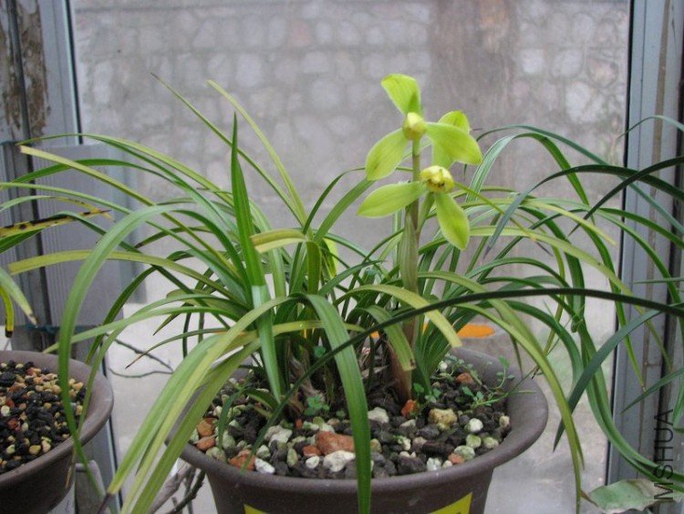 2009����ɽ����չ 145�޸�.jpg