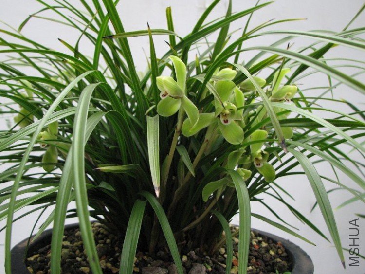 2009����ɽ����չ 150�޸�.jpg