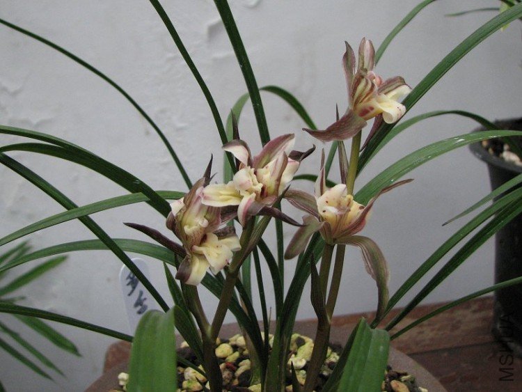 2009����ɽ����չ 152�޸�.jpg