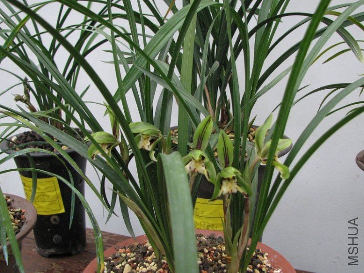 2009����ɽ����չ 156�޸�.jpg