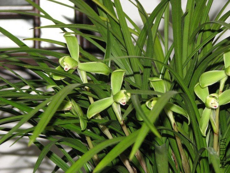 2009����ɽ����չ 160�޸�.jpg