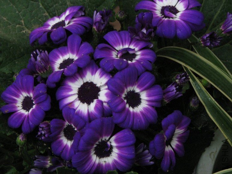 2009����ɽ����չ 3182�޸�.jpg