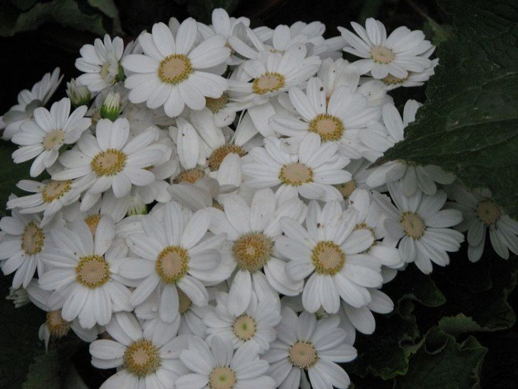 2009����ɽ����չ 3185�޸�.jpg