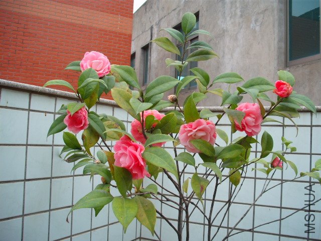 ������¥��ţ���µ�ʯ