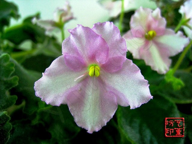 YG5--Decelle's Caresse-4.jpg