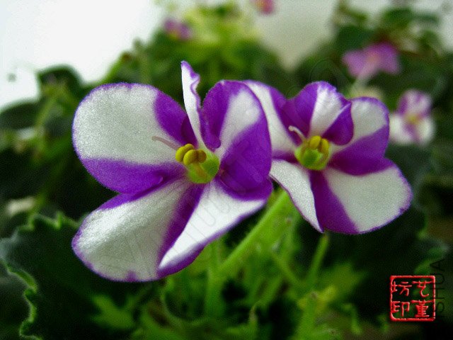 YG6--Fay's Rachel.jpg