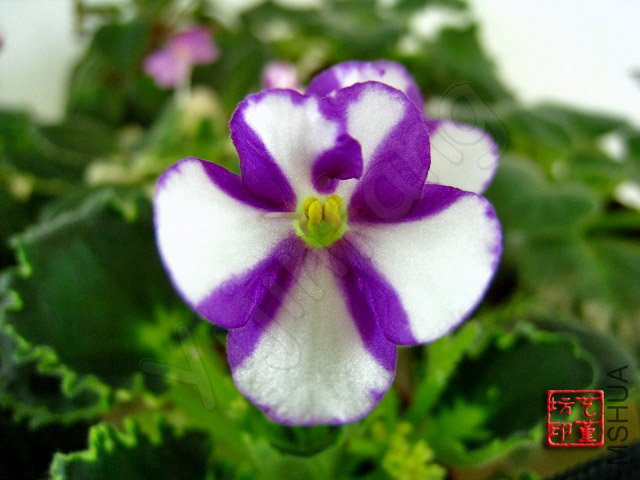 Fay's Rachel��1.jpg