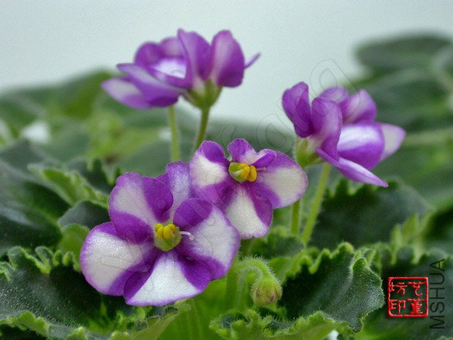 Fay's Rachel��3.jpg