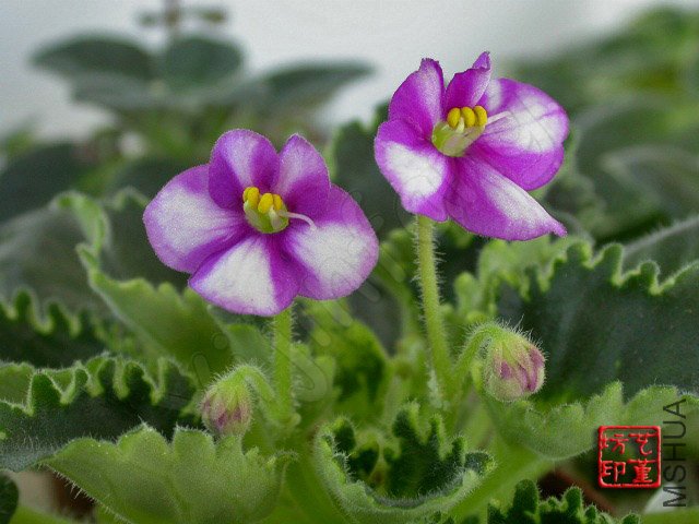 Fay's Rachel��5.jpg