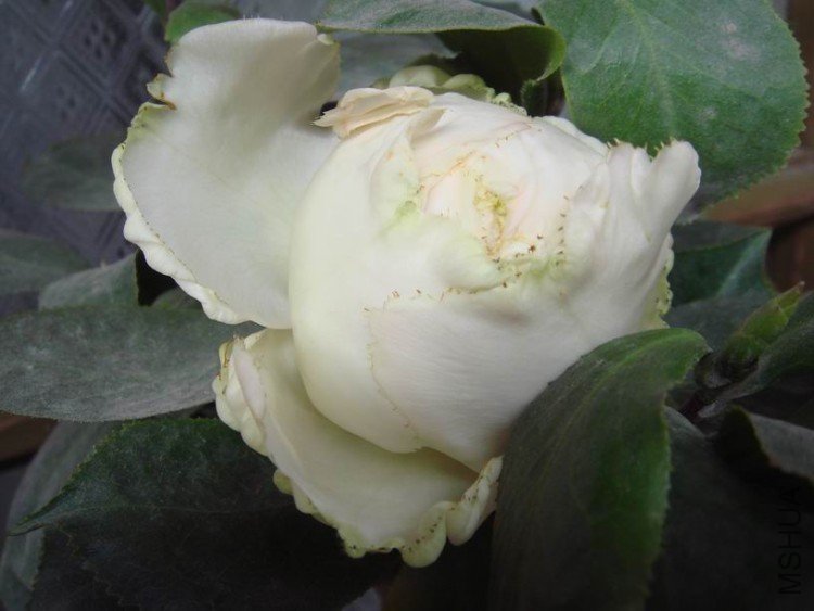 Ҷ�Ӻ��콿һ��������һ������֪����ʲôƷ��