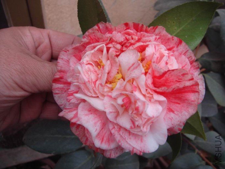 ����ʲôƷ�֣���װ߿���