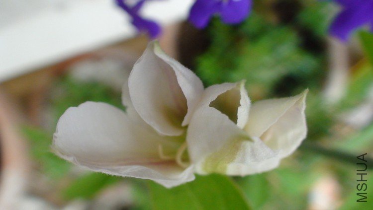 �������Ļ�������ָ.