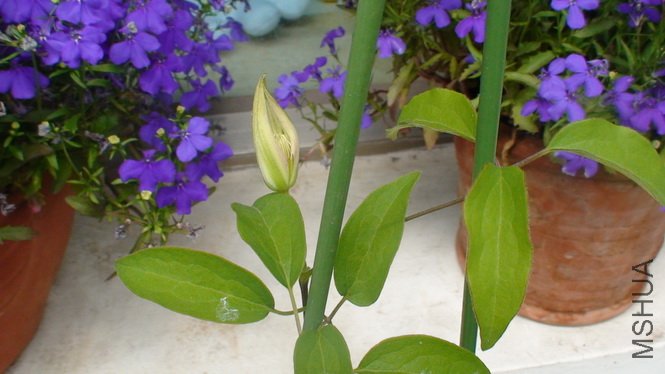 ���찲׿�Ļ����ѿ���һ����.