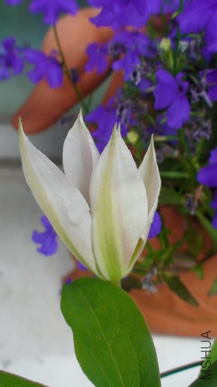 ������һ�������.