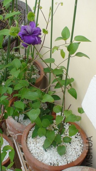 �뿴��ȫ����?���ǲ����,����ֲ�겢��̫��,��ʵ��һ�������Ͳ��ٳ�����!