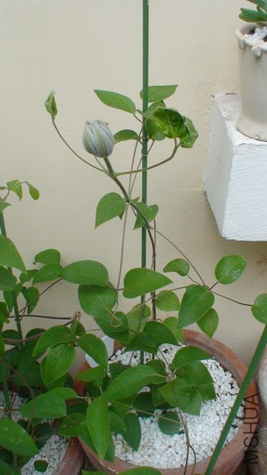 ���컨���Ѿ���ɫ.