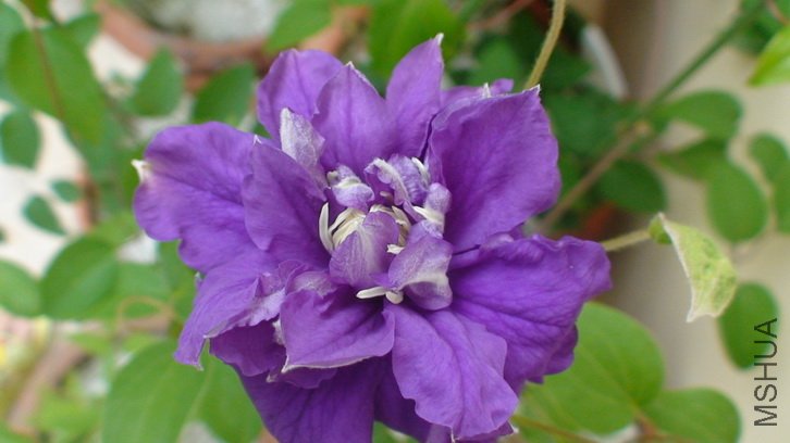 ���쿨���߿�����!�������˾��ް�!���������￪�ĵ�һ���ذ껨......