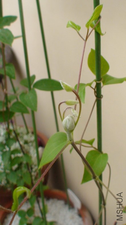 �����ֳ���ĺܶ��.(2-13��)