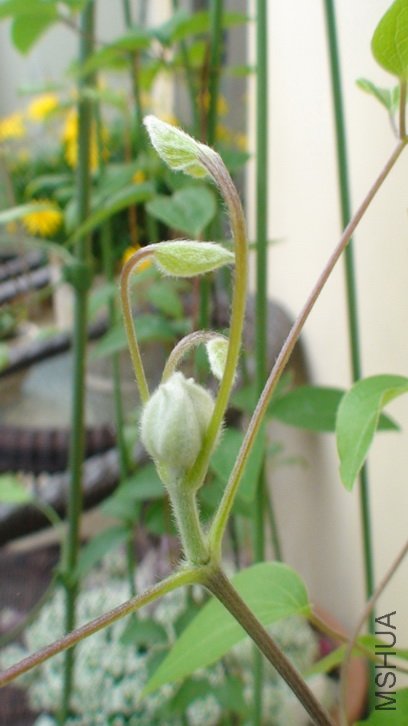 �ֹ���һ�������.(2-14�����˽�,������һ��,�ҵĲ������˿�����仨.)