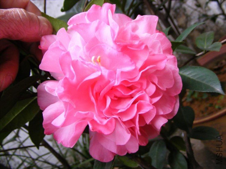 DSCF0587.jpg