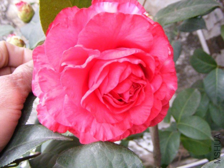 DSCF0588.jpg