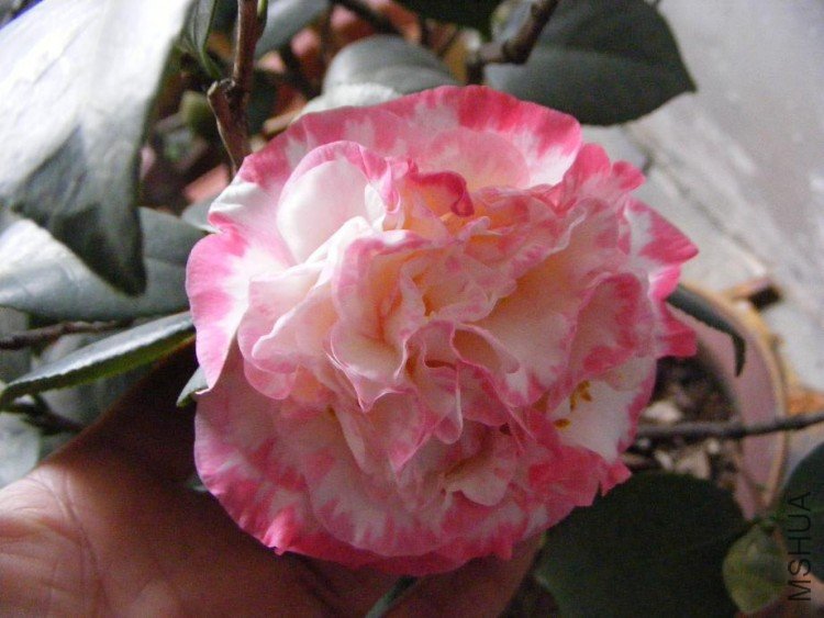DSCF0586.jpg