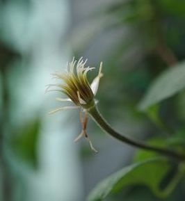 20090228�������˵�лĻ (1).jpg