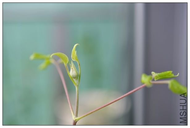 20090228�����ﻨ�� (2).jpg