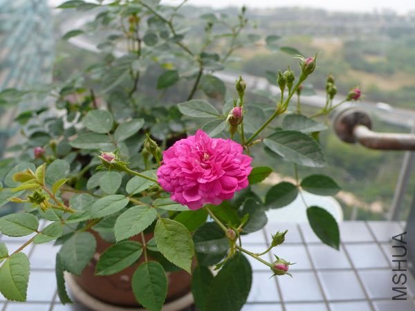 20090301�������� (1).JPG