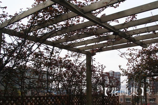 IMG_2125 ����.jpg