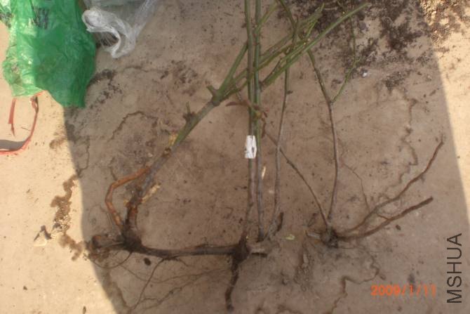 ������һ���������������