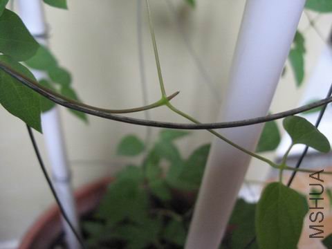 �������˵���ѿ����Ҷû��