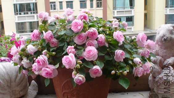 ����һ�迪�����õķ��ɰ�.