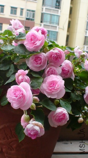 �������۵�, ����?