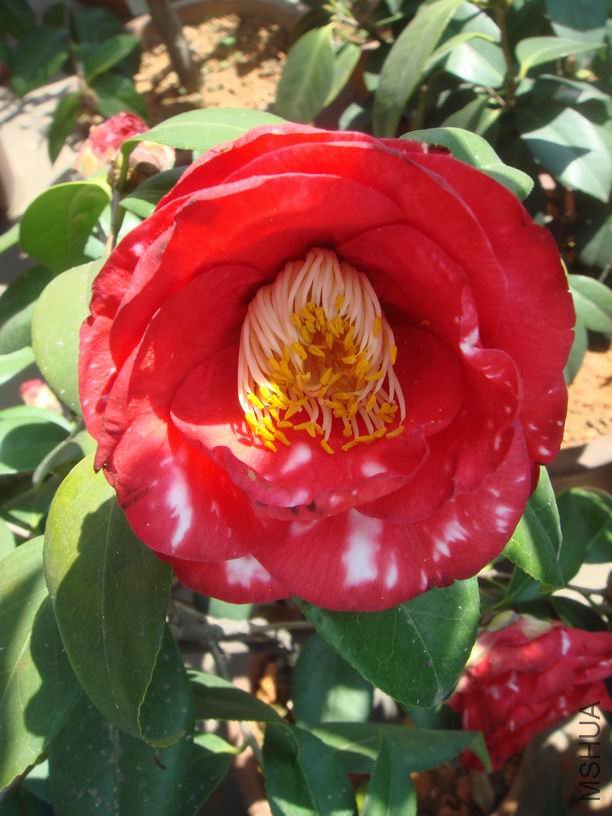 �޳ݵĿ����ˣ�׼����̭