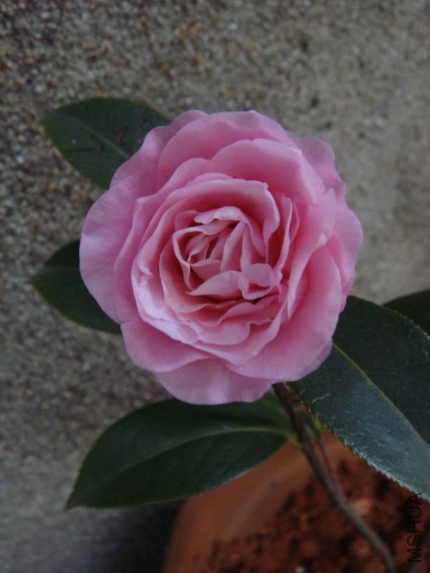 Լ������ǰ�����������ʹ����������������磬��ϧֻ����һ��Ͳ����ˡ�