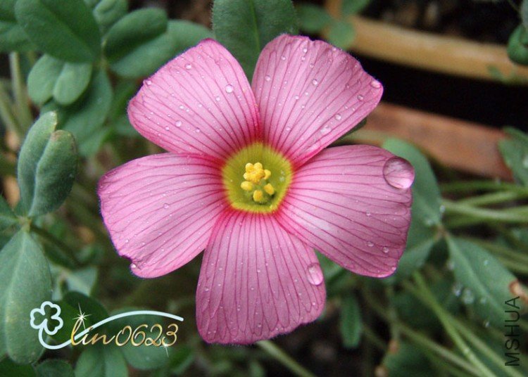 Oxalis obtusa Bright Pink 1.JPG