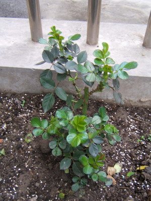 DSCF4902.jpg