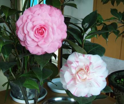 DSCF2816.jpg