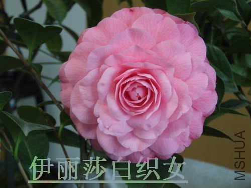 DSCF2784.jpg