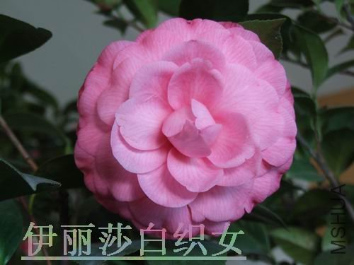 DSCF2708.jpg