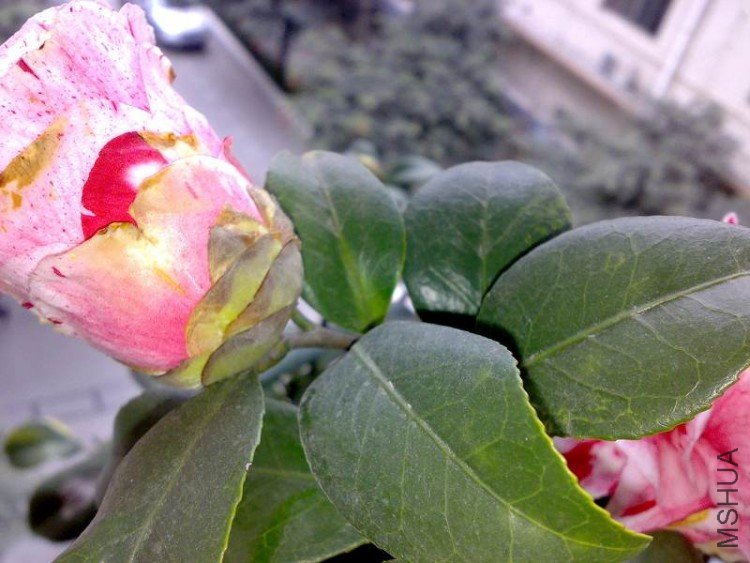 090227-3.jpg