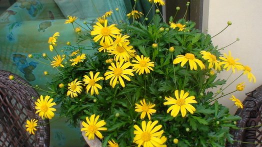 ����Ҳ���ò��ã�ϲ�������޻�ɫ��