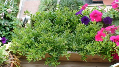 ���ǵ�һ�ŵĴ��û��ʱ�����ӡ��ʰɣ�һ��ร�