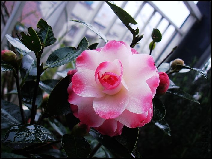 DSC06636.jpg