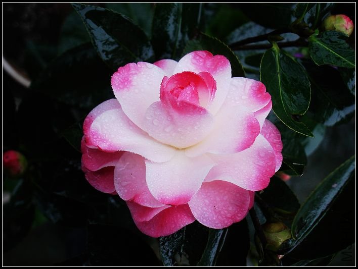 DSC06635.jpg